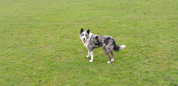 Dog on field