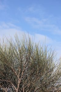 Low angle view of plants on field against sky