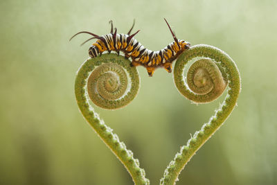 Beautiful caterpillar on fern