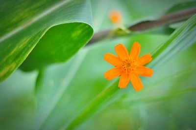 Close-up of orange flower growing on plant