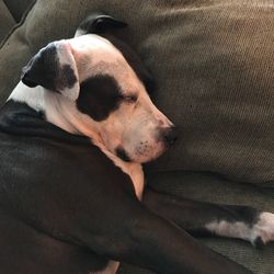 Close-up of dog sleeping on sofa