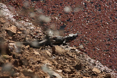 High angle view of crab on rock