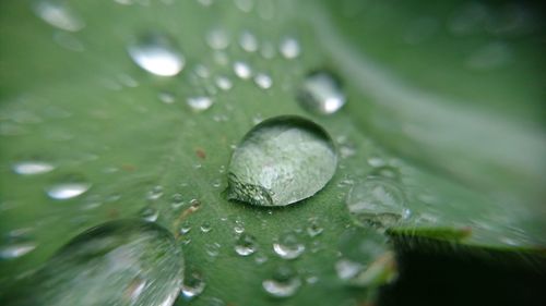 Close-up of water drops on leaves