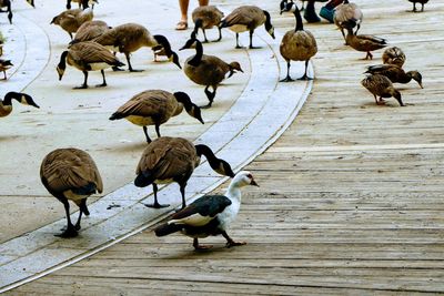 High angle view of birds on field