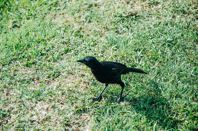 Bird perching on grass