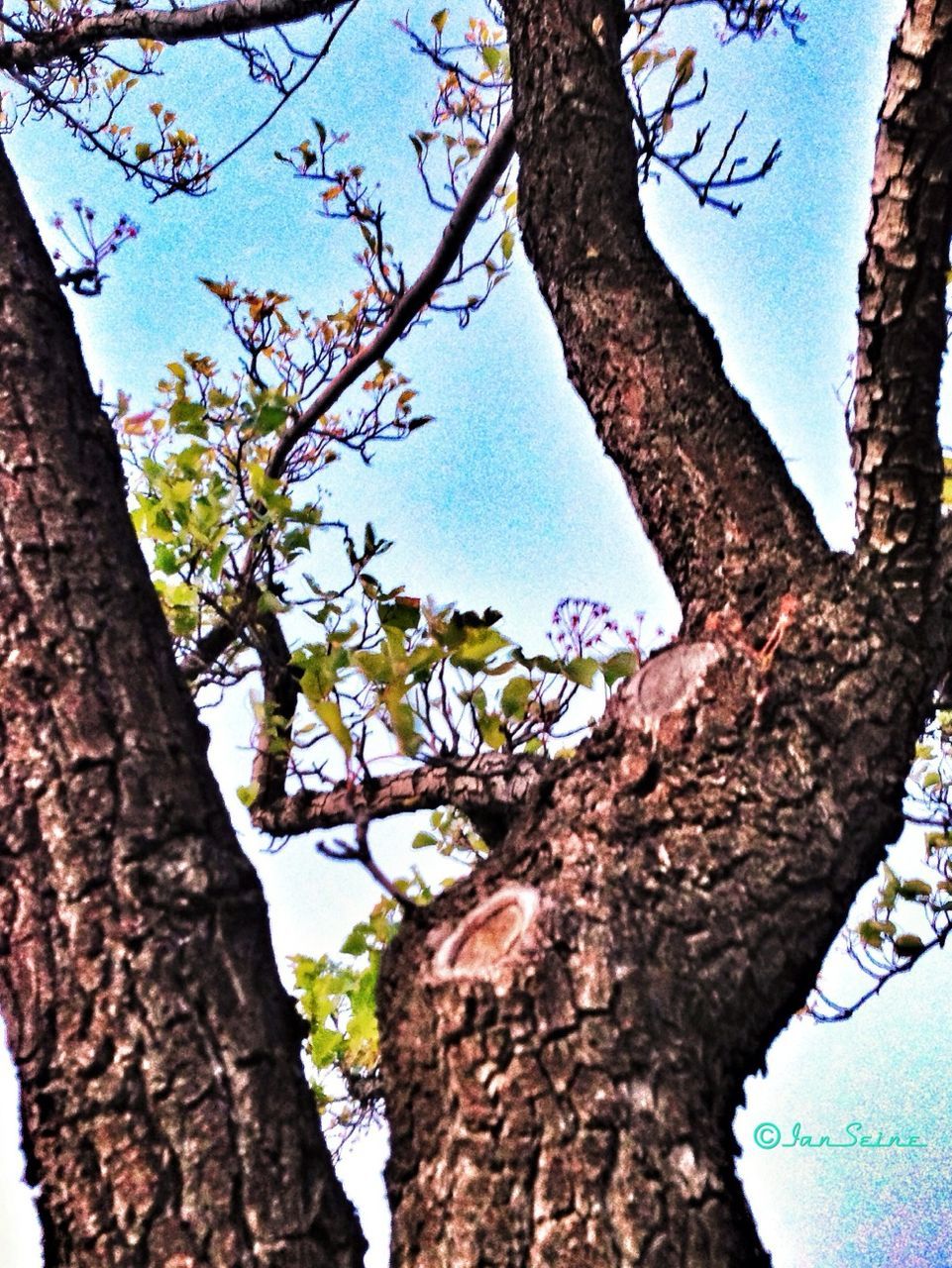 branch, tree trunk, tree, low angle view, textured, close-up, growth, nature, bark, day, outdoors, no people, wall - building feature, bare tree, leaf, sky, blue, focus on foreground, rough, part of