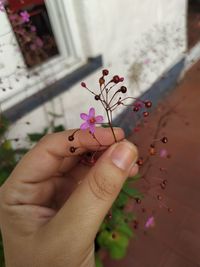 Close-up of hand holding purple flowering plant