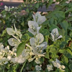 Close-up of flowers blooming outdoors