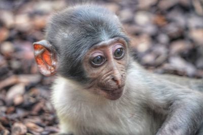 Close-up of monkey