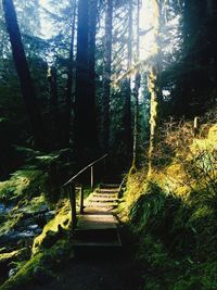 Staircase in forest