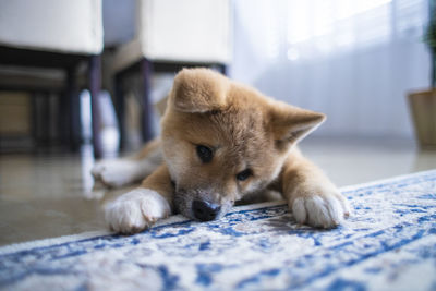 Close-up of a dog lying on bed at home