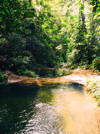 River flowing amidst trees in forest