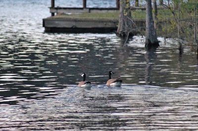 Ducks swimming in lake