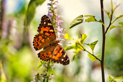 Close-up of butterfly pollinating on flower