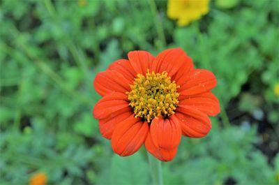 Close-up of orange flower blooming outdoors