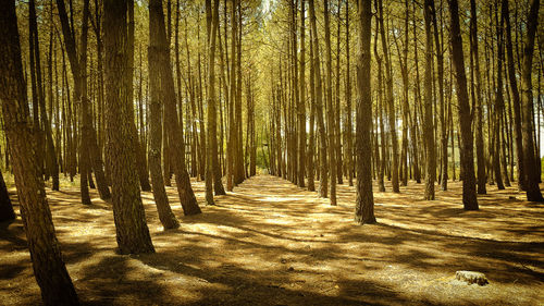 Trees growing in forest