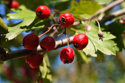 Close-up of red berries growing on tree