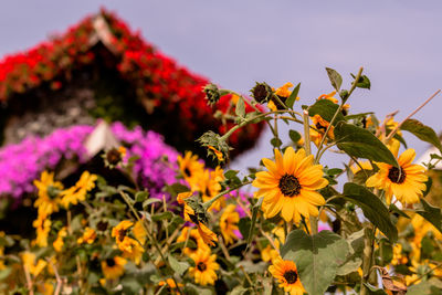 Close-up of yellow flowering plants