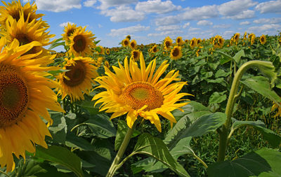 Close-up of sunflower blooming in field