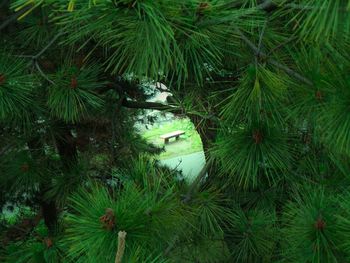 Close-up pine tree