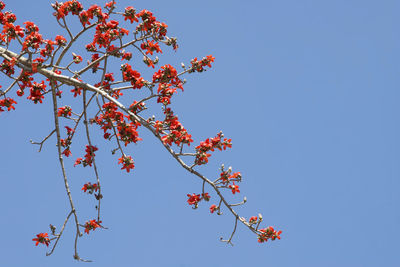 Low angle view of cherry blossom against blue sky