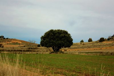 Trees on field against sky
