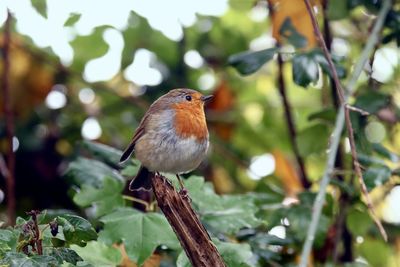 Lovely robin