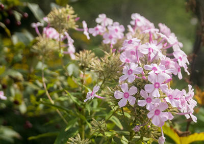 Close-up of flowers in bloom