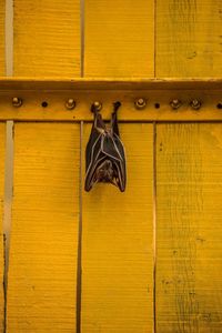 Close-up of clothes hanging on wood