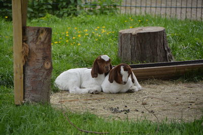 Goats resting on grass