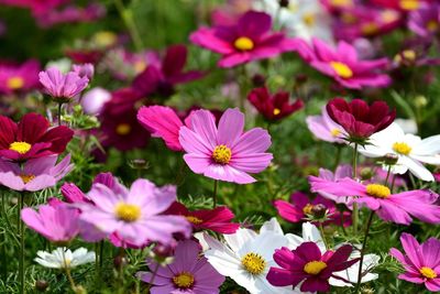 Close-up of pink flowering plants on field