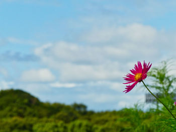 Close-up of pink flower against sky