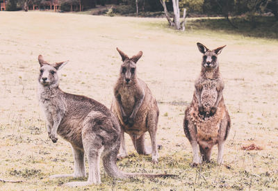 Portrait of kangaroos on field