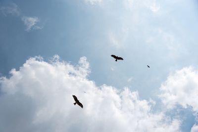 Low angle view of seagulls flying against sky