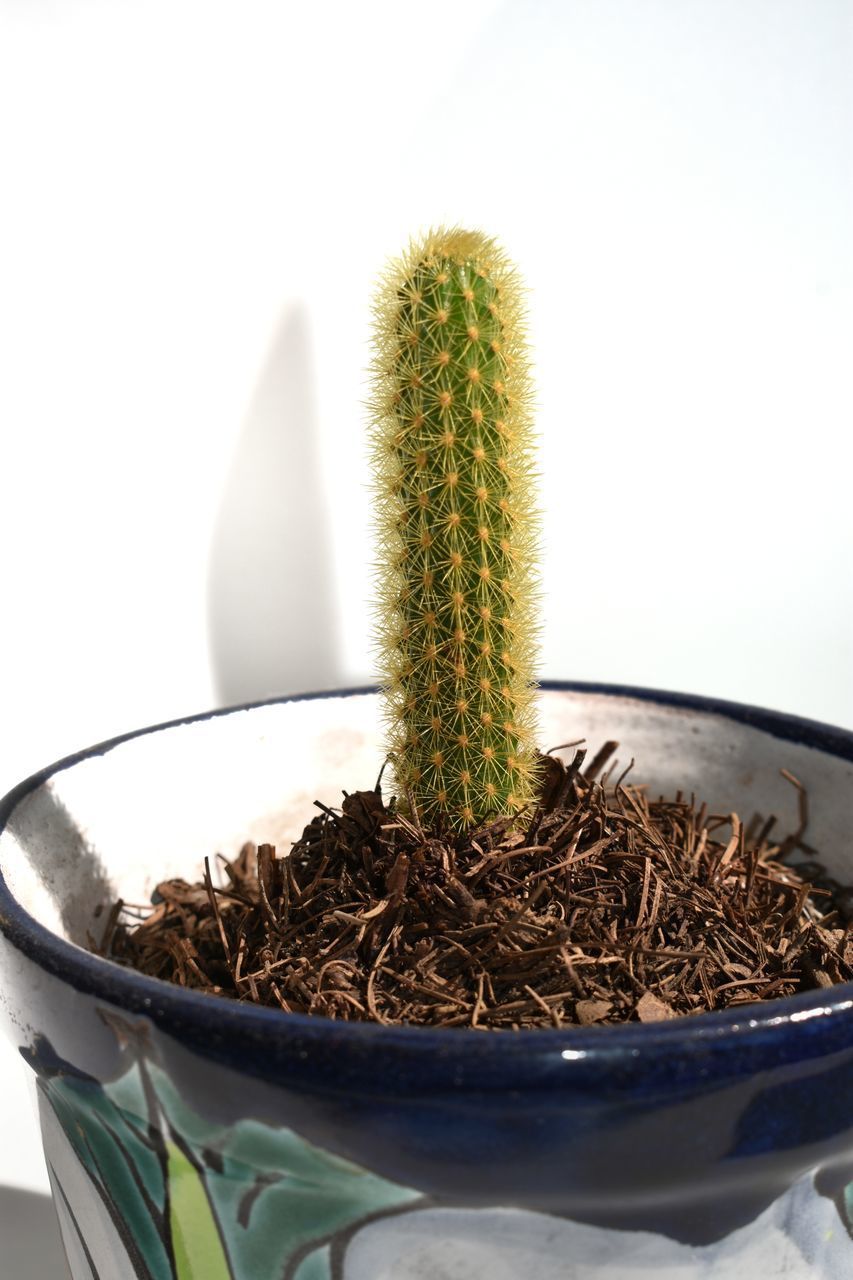 CLOSE-UP OF POTTED CACTUS PLANT