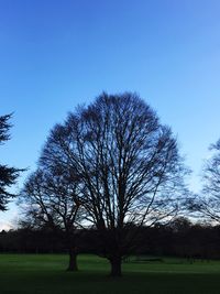 Bare trees on grassy field against blue sky