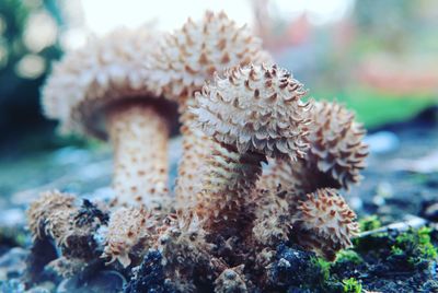 Close-up of coral in sea