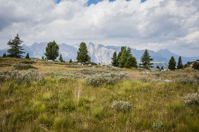 Scenic view of field against sky