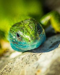 Close-up portrait of a lizard