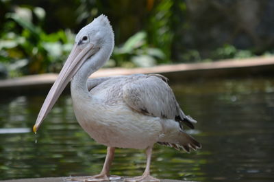 Close up of a bird in water