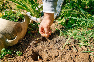 Gardener planting flower bulbs in the soil in the garden. autumn or spring home gardening.