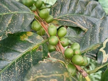 Green coffee beans in plantations in the magelang area which later will turn blackish red 