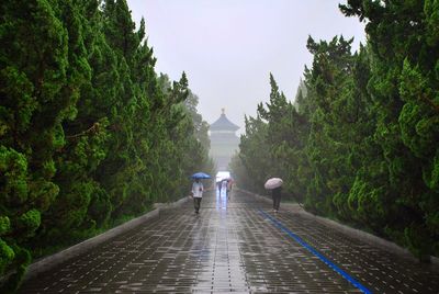 People walking on footpath amidst trees at temple of heaven during rain