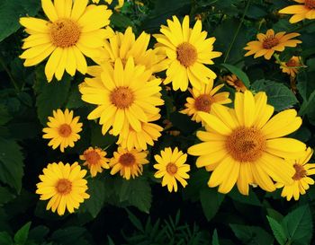 Close-up of yellow flowering plants