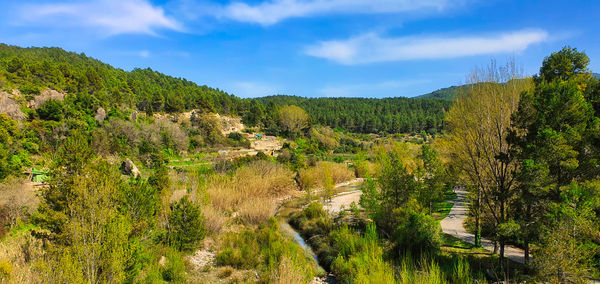 Scenic view of trees and plants against sky