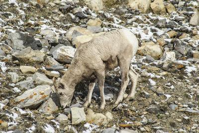 High angle view of sheep on rock