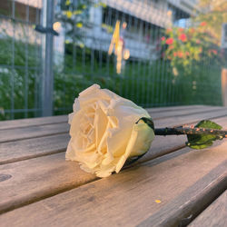 Close-up of rose on table