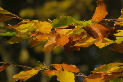 Close-up of yellow autumn leaves