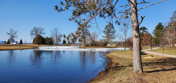 Panoramic shot of trees against clear blue sky