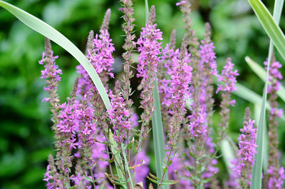 Close-up of pink flowering plants